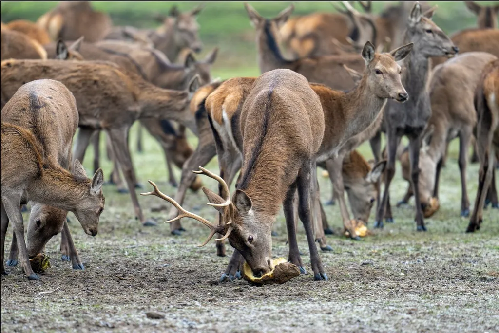 Normanby_Hall_Country_Park