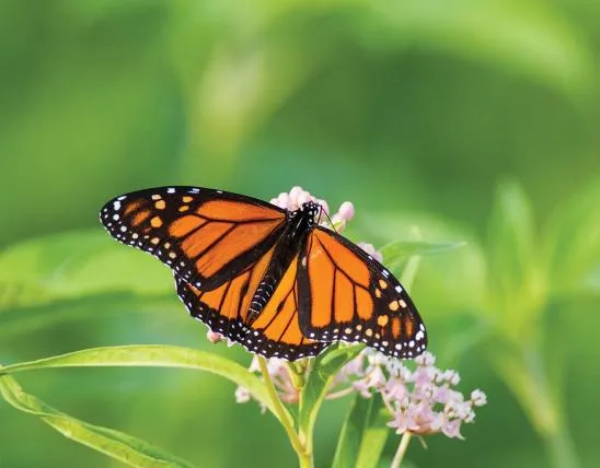 Whetstone_Conservation_Area