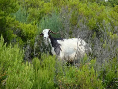 Camping_Naturiste_Bagheera