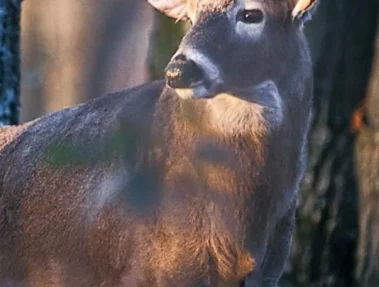 Drury-Mincy_Conservation_Area