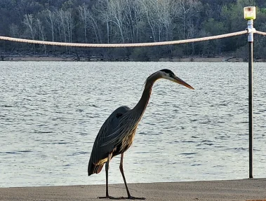 Lee__8217_s_Grand_Lake_Resort